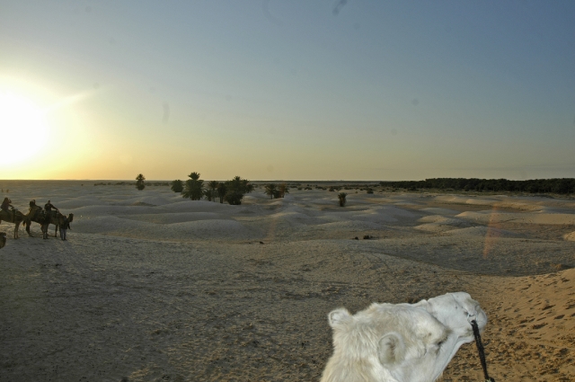 tunisia, atlas, roman, camels-24.jpg - THE SAHARA DESERT - TUNISIA - OR RATHER, A TINY WEENY BIT OF IT